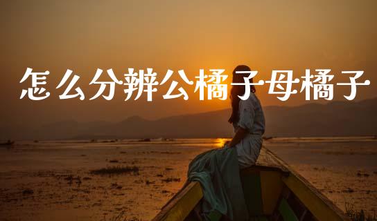 怎么分辨公橘子母橘子_https://m.lcjysmgs.com_基金管理_第1张